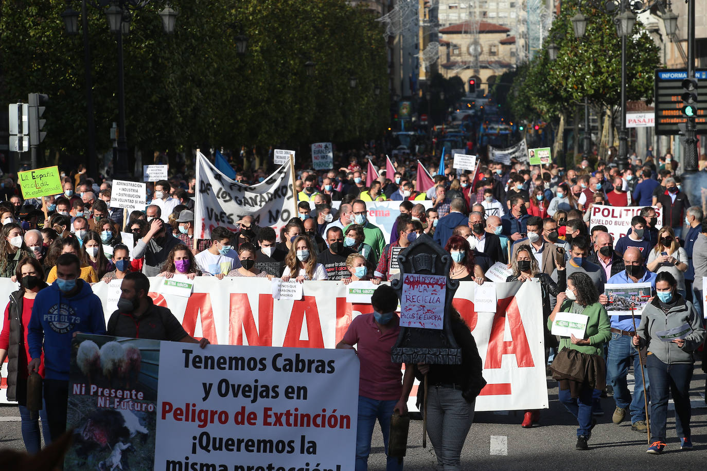 Una nueva tractorada volvió a paralizar el centro de la capital asturiana. Los ganaderos critican el «abandono» por parte de las administraciones públicas. Cientos de personas se concentraron ante la sede de Presidencia, donde se vivieron momentos de tensión. 