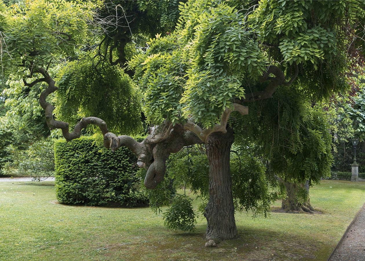 El jardín de la finca La Redonda se trata del principal jardín escultórico de Asturias lo que le imprime también ese salto cualitativo, con destacables obras de artistas como Maojo o Camín, el cual ya ha sido varias veces calificado por autoridades en la materia, como los geógrafos Ramón Alvargonzález y Rodrigo Álvarez Brecht, como el más rico y espectacular de la parroquia de Somió (Gijón), tanto por su dilatada historia, como por su diseño y su variedad botánica; a lo que hay que añadir la antigüedad de un centenar de ejemplares que superan o se aproximan al siglo de vida.