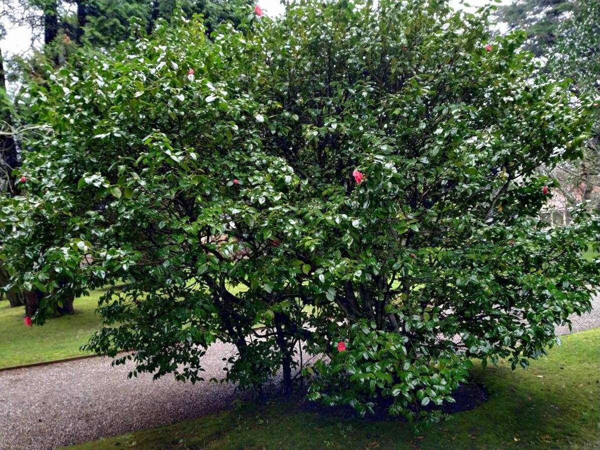 El jardín de la finca La Redonda se trata del principal jardín escultórico de Asturias lo que le imprime también ese salto cualitativo, con destacables obras de artistas como Maojo o Camín, el cual ya ha sido varias veces calificado por autoridades en la materia, como los geógrafos Ramón Alvargonzález y Rodrigo Álvarez Brecht, como el más rico y espectacular de la parroquia de Somió (Gijón), tanto por su dilatada historia, como por su diseño y su variedad botánica; a lo que hay que añadir la antigüedad de un centenar de ejemplares que superan o se aproximan al siglo de vida.