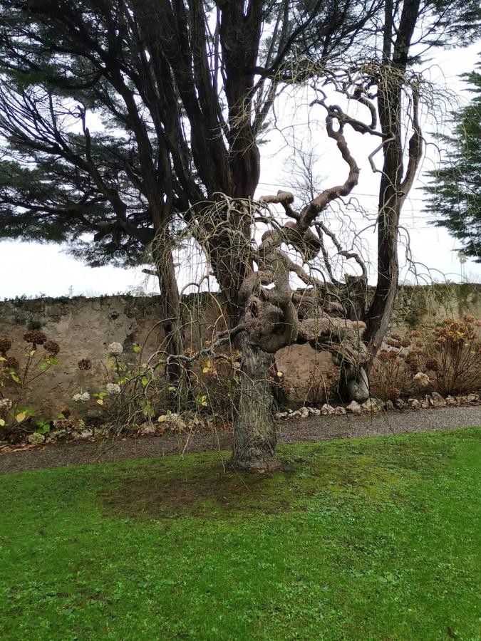 El jardín de la finca La Redonda se trata del principal jardín escultórico de Asturias lo que le imprime también ese salto cualitativo, con destacables obras de artistas como Maojo o Camín, el cual ya ha sido varias veces calificado por autoridades en la materia, como los geógrafos Ramón Alvargonzález y Rodrigo Álvarez Brecht, como el más rico y espectacular de la parroquia de Somió (Gijón), tanto por su dilatada historia, como por su diseño y su variedad botánica; a lo que hay que añadir la antigüedad de un centenar de ejemplares que superan o se aproximan al siglo de vida.