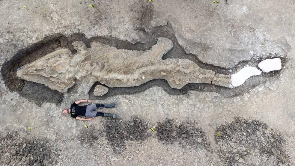 Imagen cenital del fósil y su comparación con un cuerpo humano. El ictiosaurio podía llegar a medir 25 metros de cabeza a cola. 