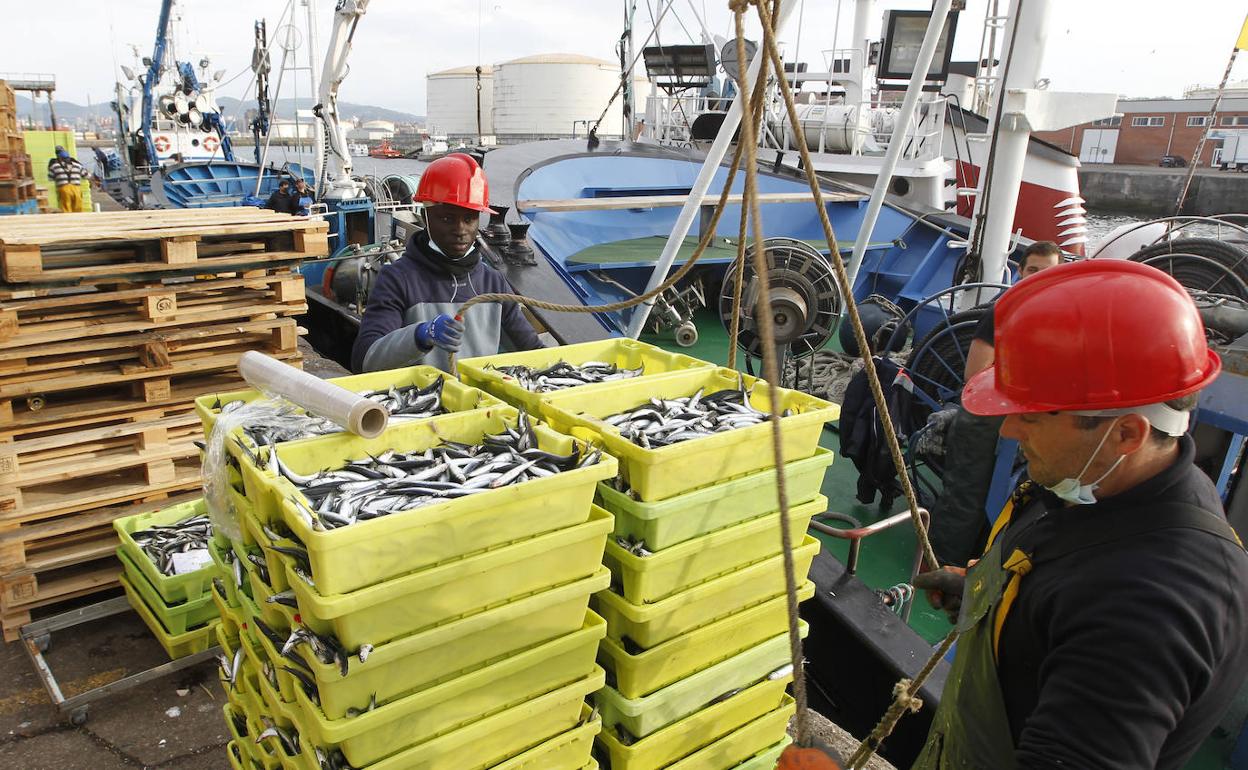 Descarga de bocartes en los muelles de Rendiello, en el puerto de El Musel. 