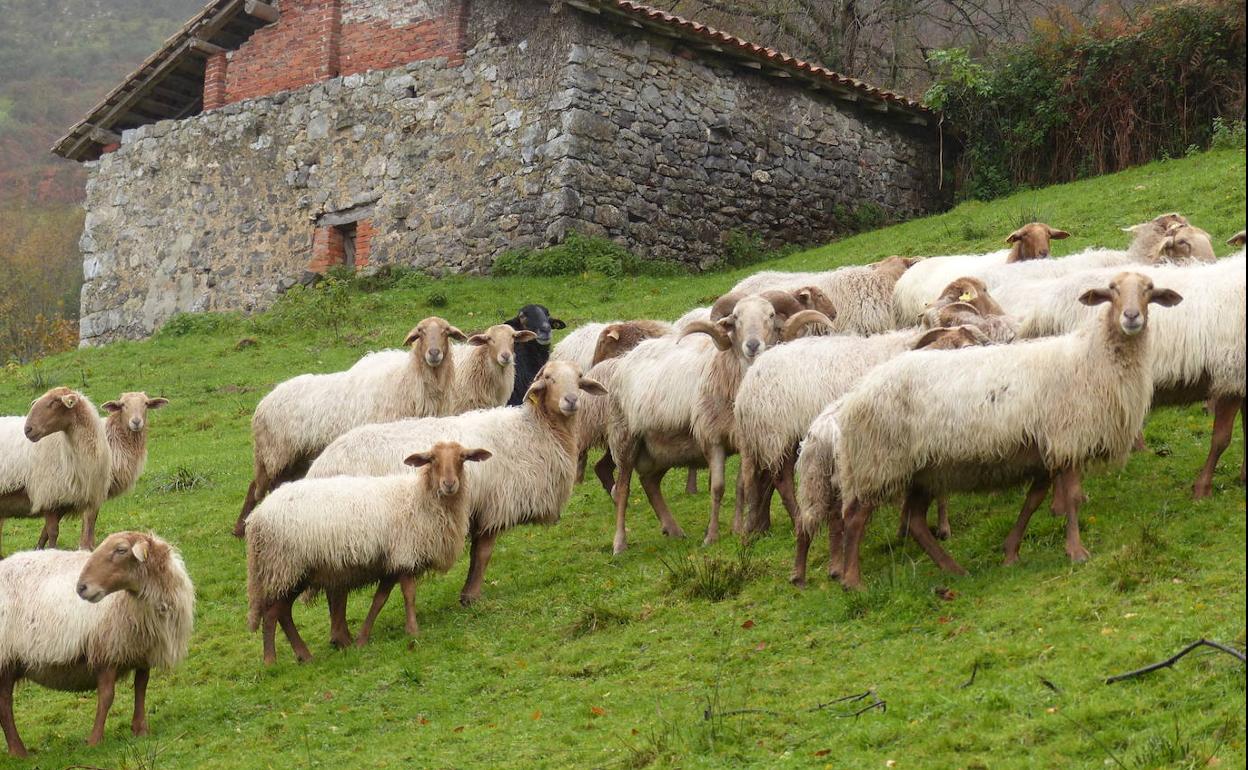 Ovejas lachas o carranzanas, en Los Corrales de Llanes, 6 de diciembre de 2021