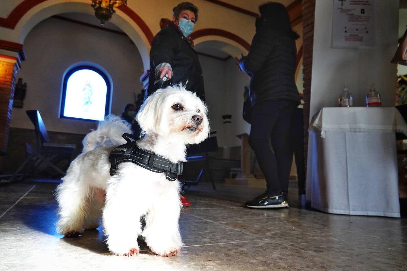 La parroquia de Parres acogió este lunes a sus mascotas para bendecirles con salud y suerte. Se llegaron a ver hasta gallinas y ovejas, entre multitud de perros, en su mayoría, y gatos.