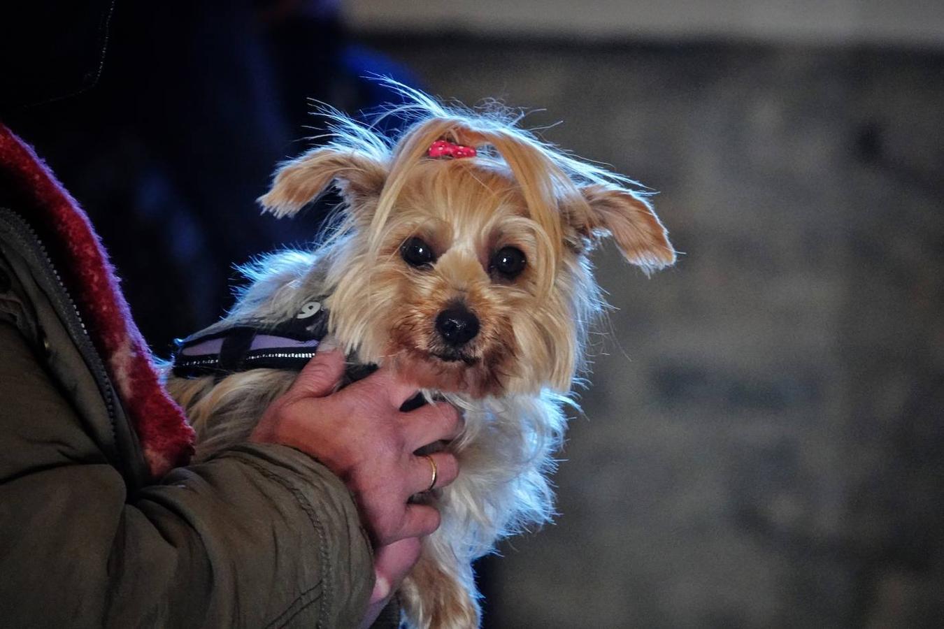 La parroquia de Parres acogió este lunes a sus mascotas para bendecirles con salud y suerte. Se llegaron a ver hasta gallinas y ovejas, entre multitud de perros, en su mayoría, y gatos.