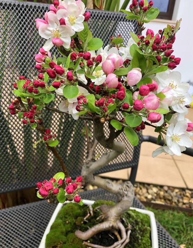 Espectacular bonsái de manzano con los brotes de la nueva floración y las incipientes manzanas.