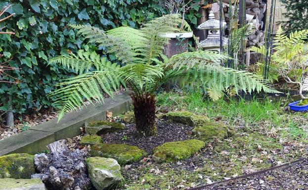 Vista del jardín japonés más maduro con la dicksonia en medio de la composición del parterre rodeado de pequeños arces japoneses y bonsáis.