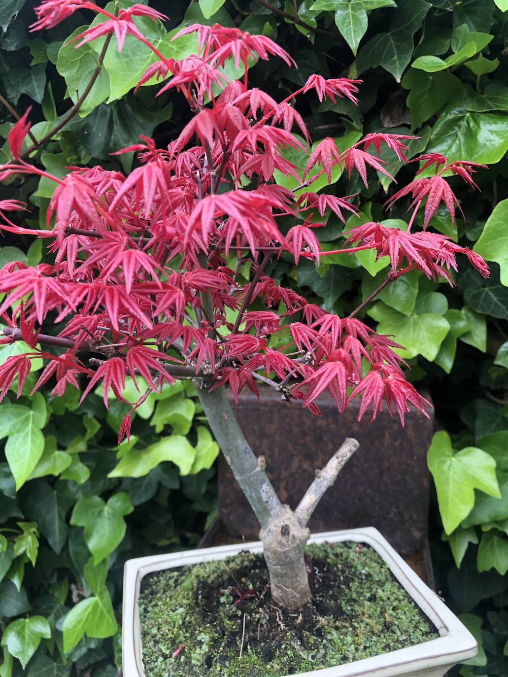 El jardín escultórico japonés de Mario Argüelles se encuentra situado en la histórica finca de los marqueses de Pidal (Somió), convertida ahora en su mayor parte en la urbanización El Pisón.