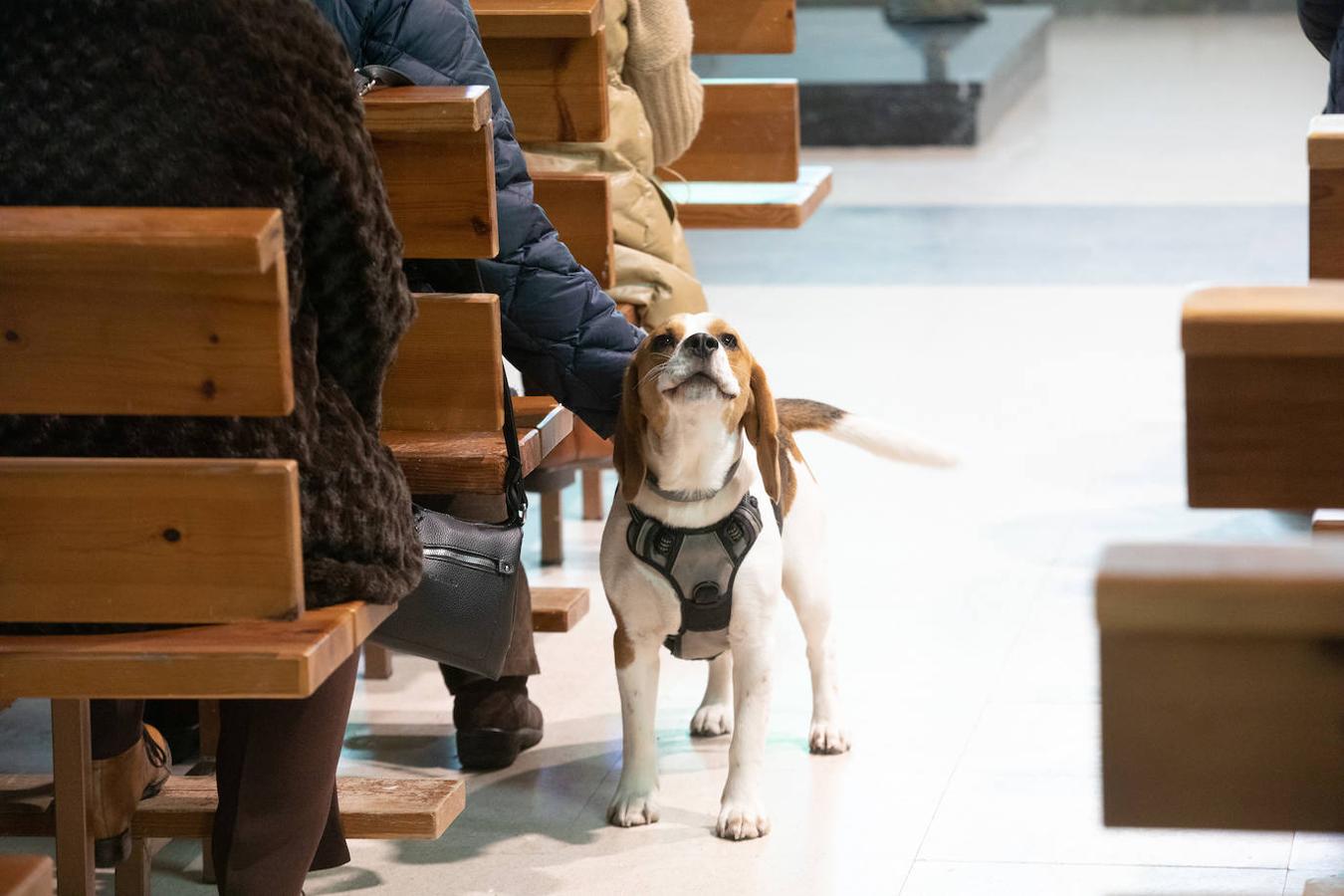 Fotos: Bendición de mascotas en Avilés