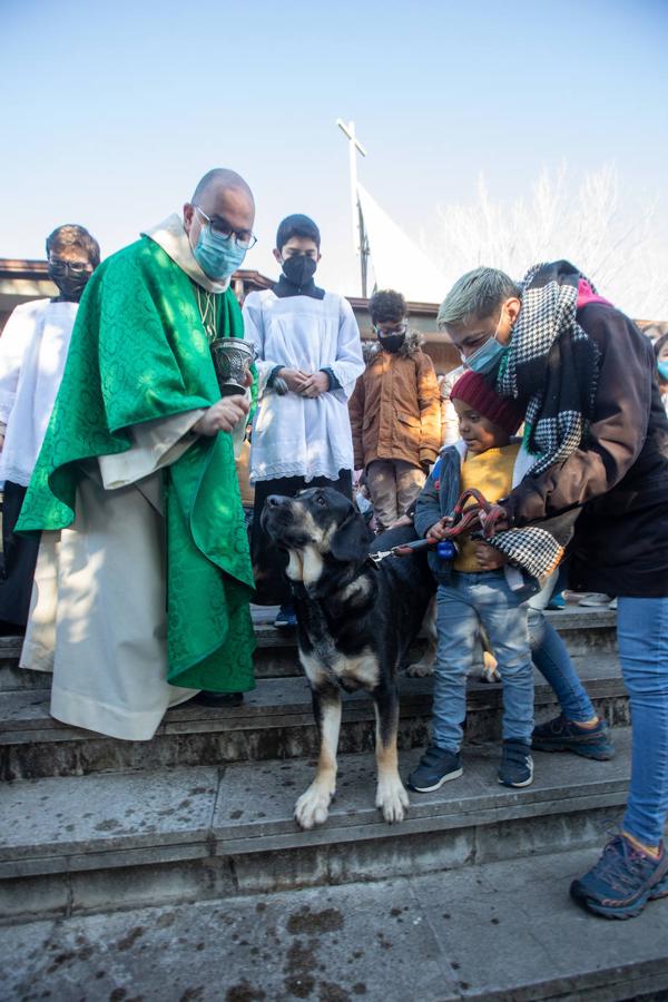 Fotos: Bendición de mascotas en Avilés