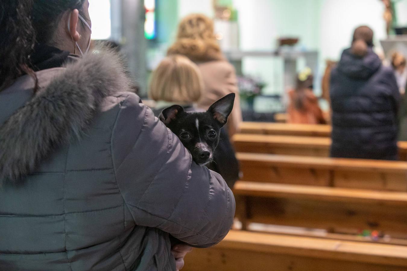 Fotos: Bendición de mascotas en Avilés