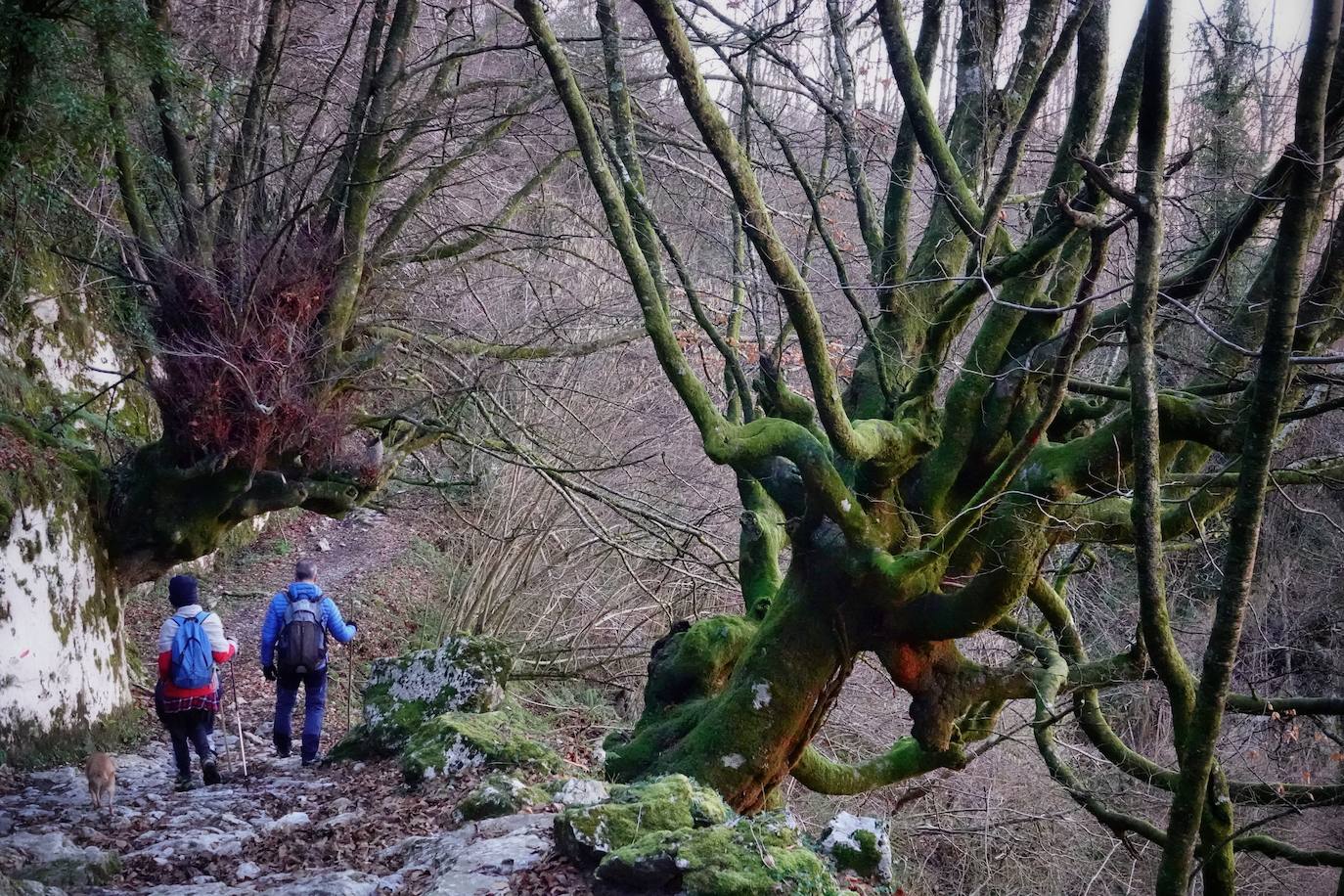 Entre el puerto del Pontón y el municipio de Amieva, atravesando el Parque Nacional de los Picos de Europa, existe un trazado de piedra serpenteante digno de conocer y andar: la senda del Arcedianu 