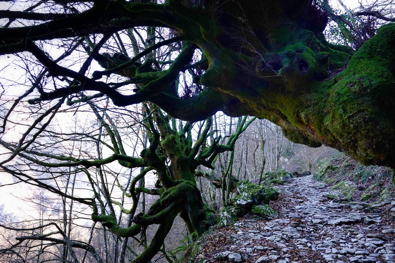 Entre el puerto del Pontón y el municipio de Amieva, atravesando el Parque Nacional de los Picos de Europa, existe un trazado de piedra serpenteante digno de conocer y andar: la senda del Arcedianu 