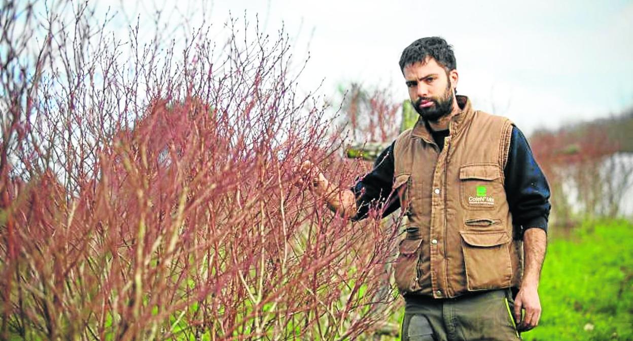 Sergio Mozo en su plantación de arándanos de la localidad saregana de La Masanti. 