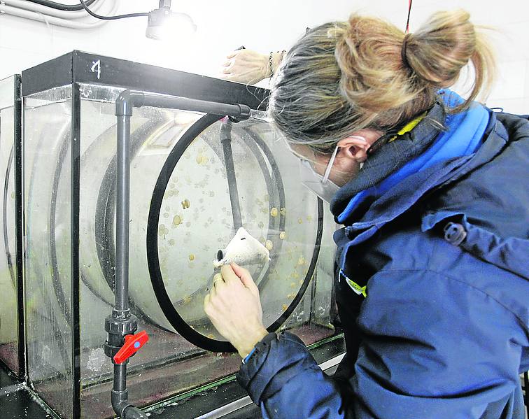 Medusas. La bióloga Cristina Lozanoalimenta a las medusas que crean en el acuario. 