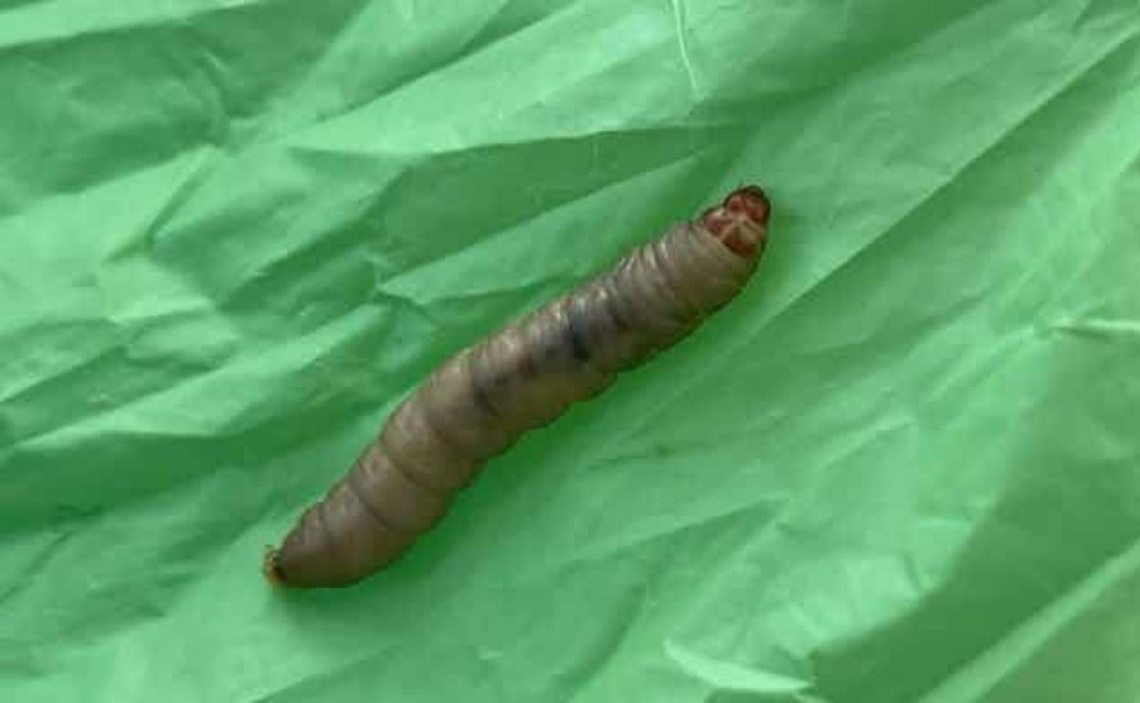 Larva del lepidóptero Galleria melonella sobre plástico. 