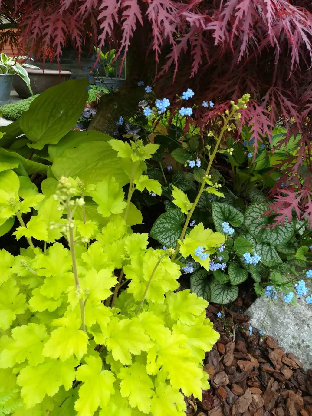 En el barrio del Peñeo, en la villa costera de Candás (Carreño), se esconde un hermoso y colorido jardín particular hecho a mano por el profesional y empresario de la jardinería Fernando Álvarez del Valle.