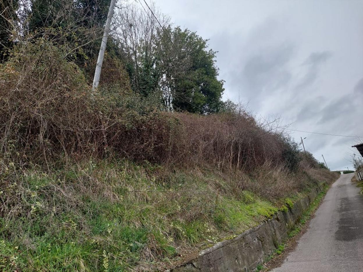 Cableado que se engancha con los árboles en Candamo