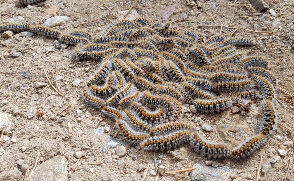 Oruga procesionaria del pino. 