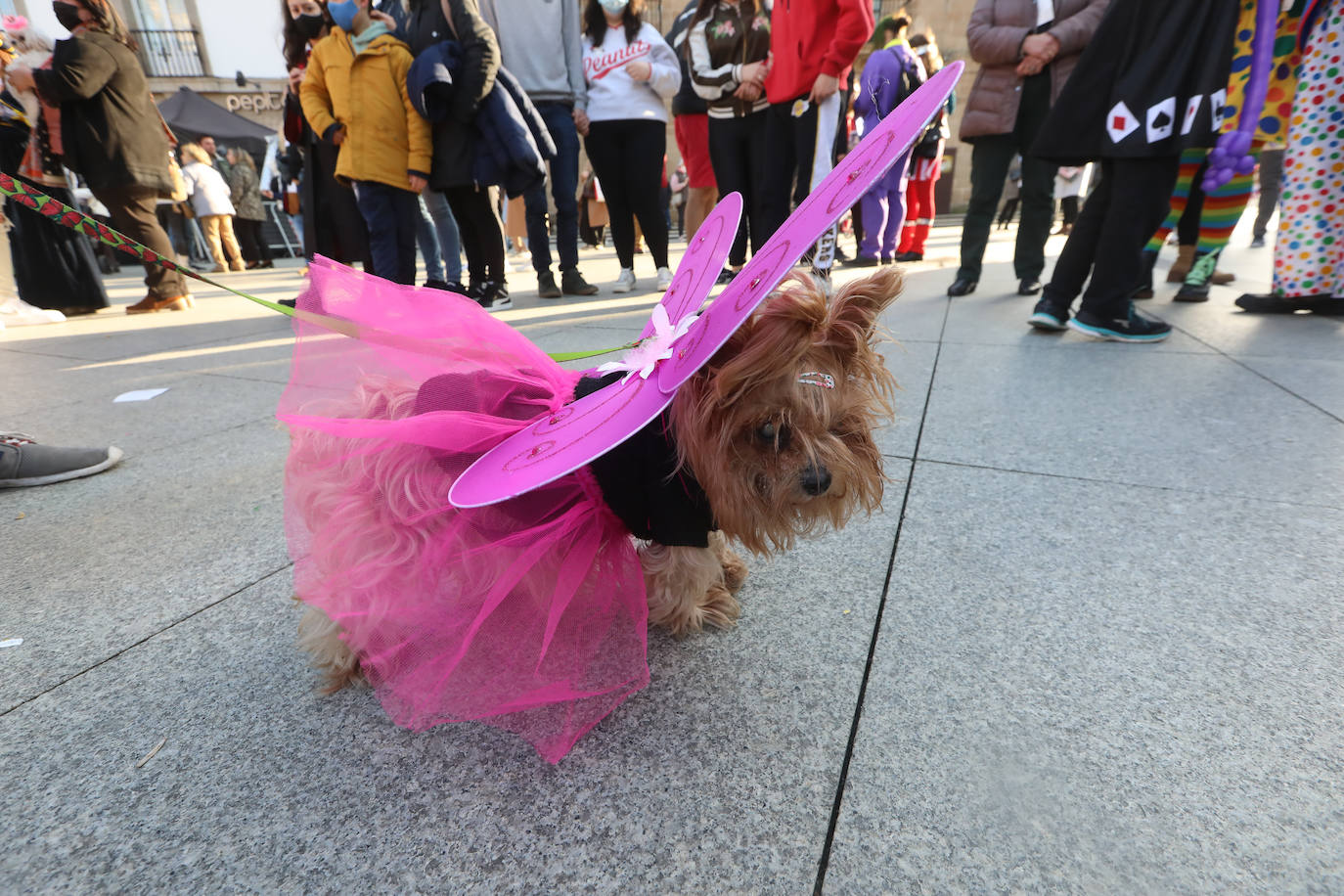Fotos: Las mascotas se antroxan en Avilés