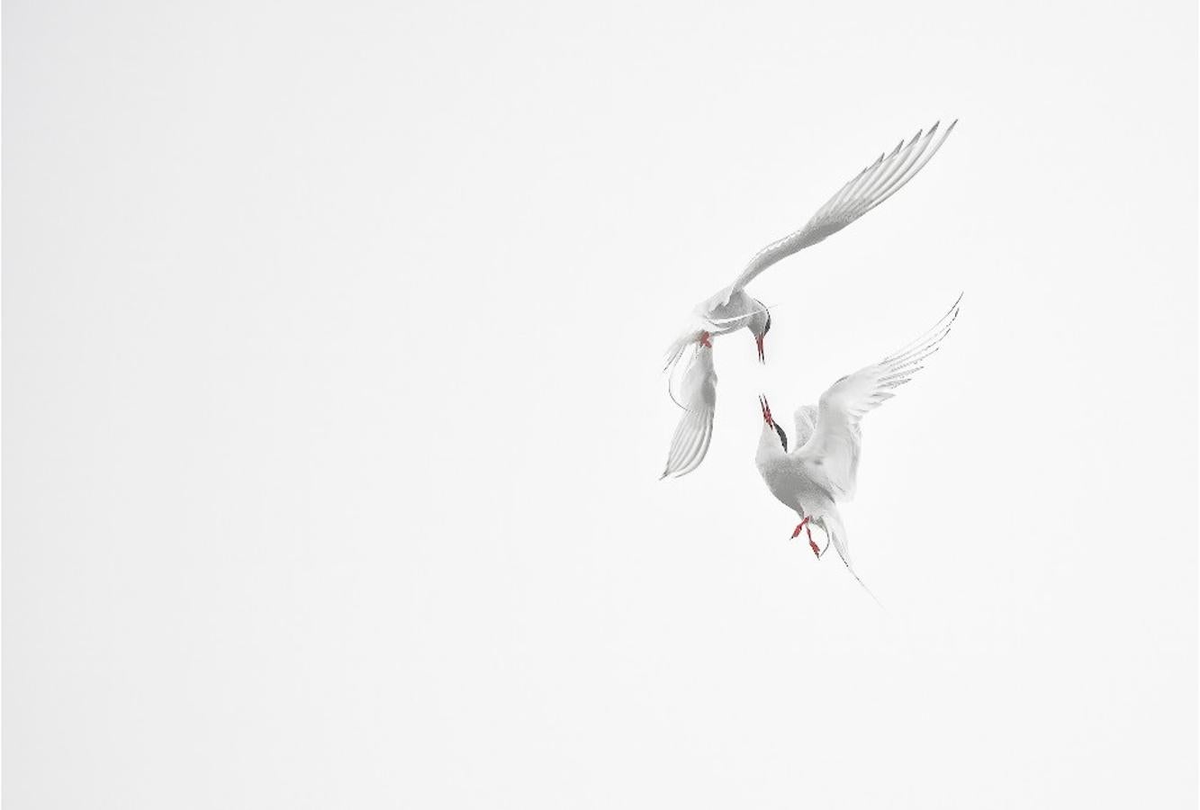 'Arctic terns', de Roberto Marchegiani (Italia). Ganador Mundo de las Aves.