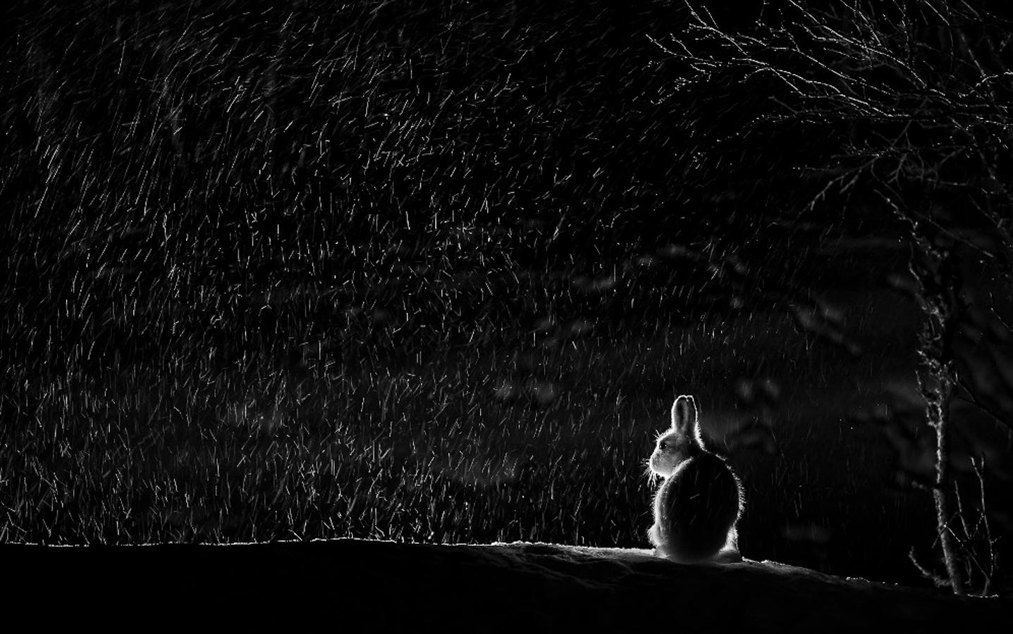 'Mountain hare', de Arnfinn Johansen (Noruega). Mención de Honor de la Biodiversidad.