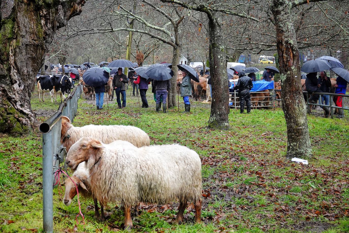 Lluvia, menos reses que ne otras ediciones y preocupación por los costes. Así ha sido la segunda Feria de Corao celebrada este año. Si bien los precios han repuntado ligeramente, el aumento ha sido tímido, de entre 20 y 50 euros según cifraron los profesionales. En este sentido, José Antonio García 'Toño el de Mestas' ha apuntado a una «una ligera subida», si bien ha lamentado que los precios «no acaban de arrancar»