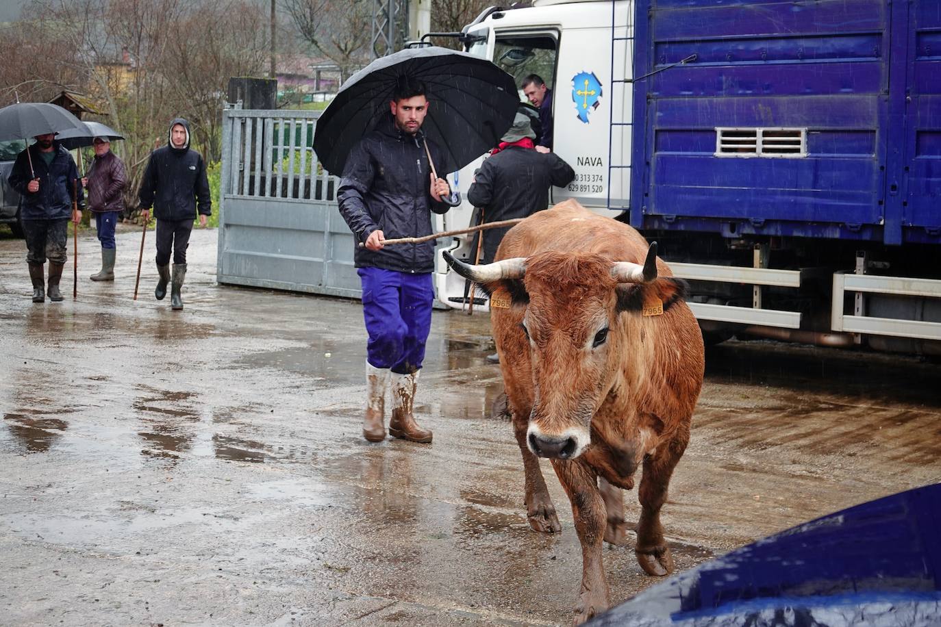 Lluvia, menos reses que ne otras ediciones y preocupación por los costes. Así ha sido la segunda Feria de Corao celebrada este año. Si bien los precios han repuntado ligeramente, el aumento ha sido tímido, de entre 20 y 50 euros según cifraron los profesionales. En este sentido, José Antonio García 'Toño el de Mestas' ha apuntado a una «una ligera subida», si bien ha lamentado que los precios «no acaban de arrancar»