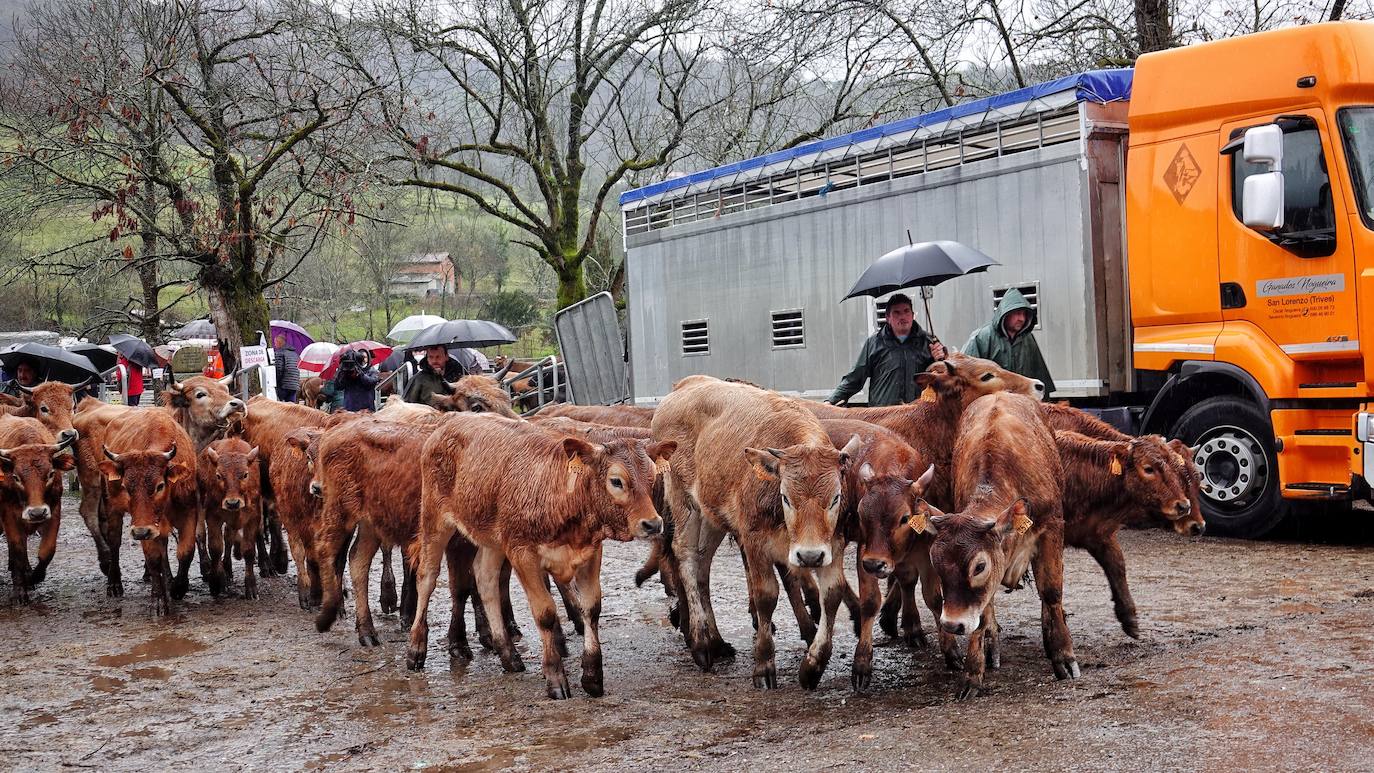 Lluvia, menos reses que ne otras ediciones y preocupación por los costes. Así ha sido la segunda Feria de Corao celebrada este año. Si bien los precios han repuntado ligeramente, el aumento ha sido tímido, de entre 20 y 50 euros según cifraron los profesionales. En este sentido, José Antonio García 'Toño el de Mestas' ha apuntado a una «una ligera subida», si bien ha lamentado que los precios «no acaban de arrancar»