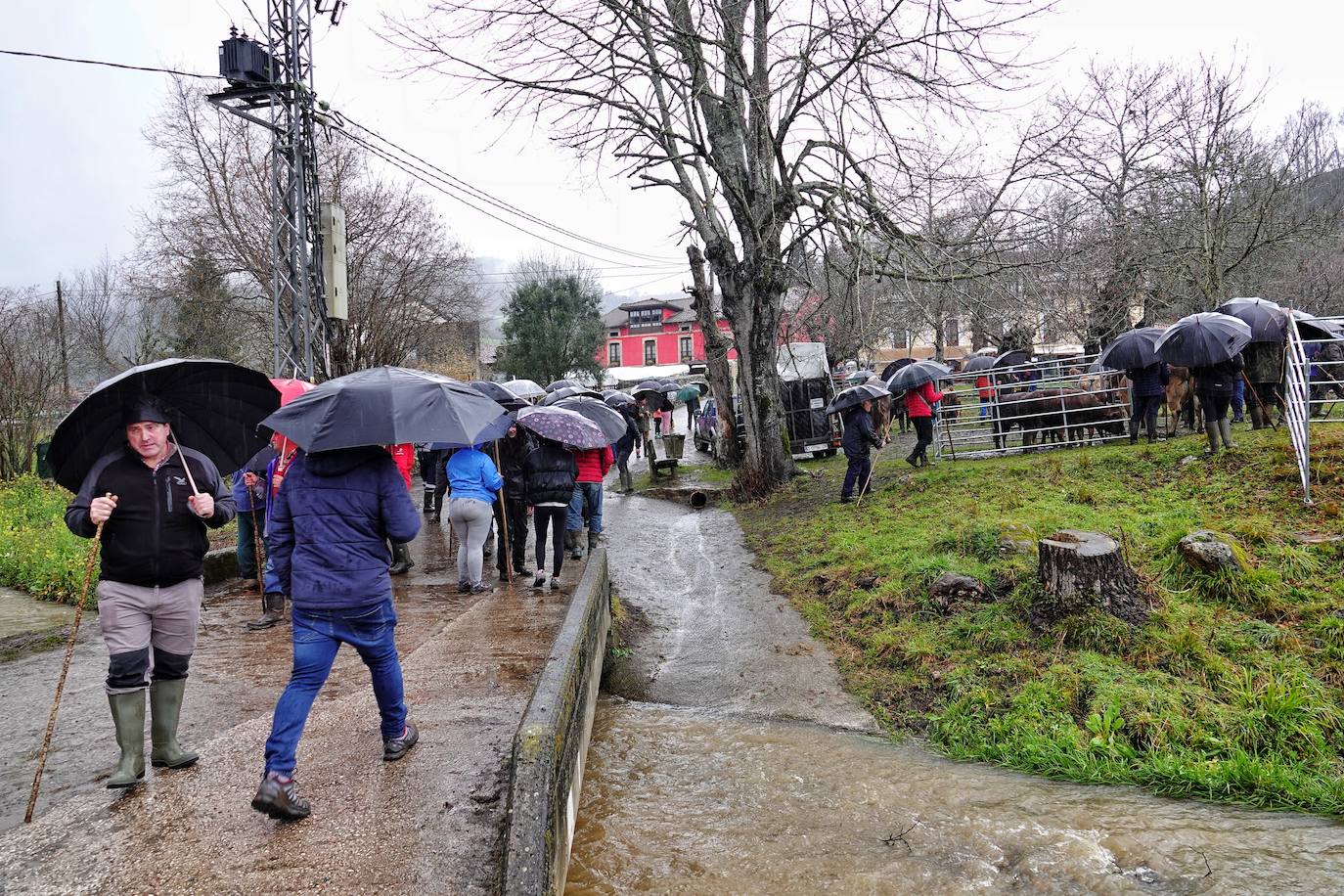 Lluvia, menos reses que ne otras ediciones y preocupación por los costes. Así ha sido la segunda Feria de Corao celebrada este año. Si bien los precios han repuntado ligeramente, el aumento ha sido tímido, de entre 20 y 50 euros según cifraron los profesionales. En este sentido, José Antonio García 'Toño el de Mestas' ha apuntado a una «una ligera subida», si bien ha lamentado que los precios «no acaban de arrancar»