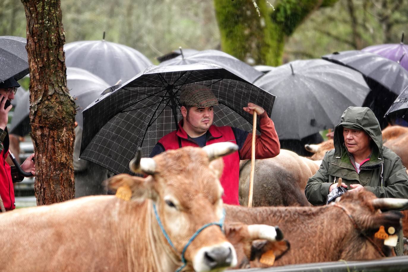 Lluvia, menos reses que ne otras ediciones y preocupación por los costes. Así ha sido la segunda Feria de Corao celebrada este año. Si bien los precios han repuntado ligeramente, el aumento ha sido tímido, de entre 20 y 50 euros según cifraron los profesionales. En este sentido, José Antonio García 'Toño el de Mestas' ha apuntado a una «una ligera subida», si bien ha lamentado que los precios «no acaban de arrancar»