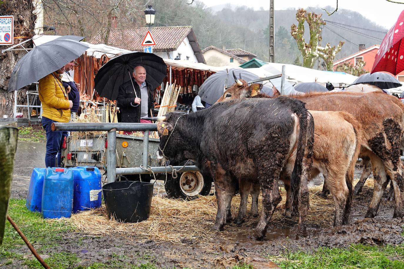 Lluvia, menos reses que ne otras ediciones y preocupación por los costes. Así ha sido la segunda Feria de Corao celebrada este año. Si bien los precios han repuntado ligeramente, el aumento ha sido tímido, de entre 20 y 50 euros según cifraron los profesionales. En este sentido, José Antonio García 'Toño el de Mestas' ha apuntado a una «una ligera subida», si bien ha lamentado que los precios «no acaban de arrancar»