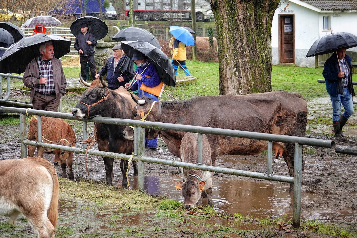 Lluvia, menos reses que ne otras ediciones y preocupación por los costes. Así ha sido la segunda Feria de Corao celebrada este año. Si bien los precios han repuntado ligeramente, el aumento ha sido tímido, de entre 20 y 50 euros según cifraron los profesionales. En este sentido, José Antonio García 'Toño el de Mestas' ha apuntado a una «una ligera subida», si bien ha lamentado que los precios «no acaban de arrancar»