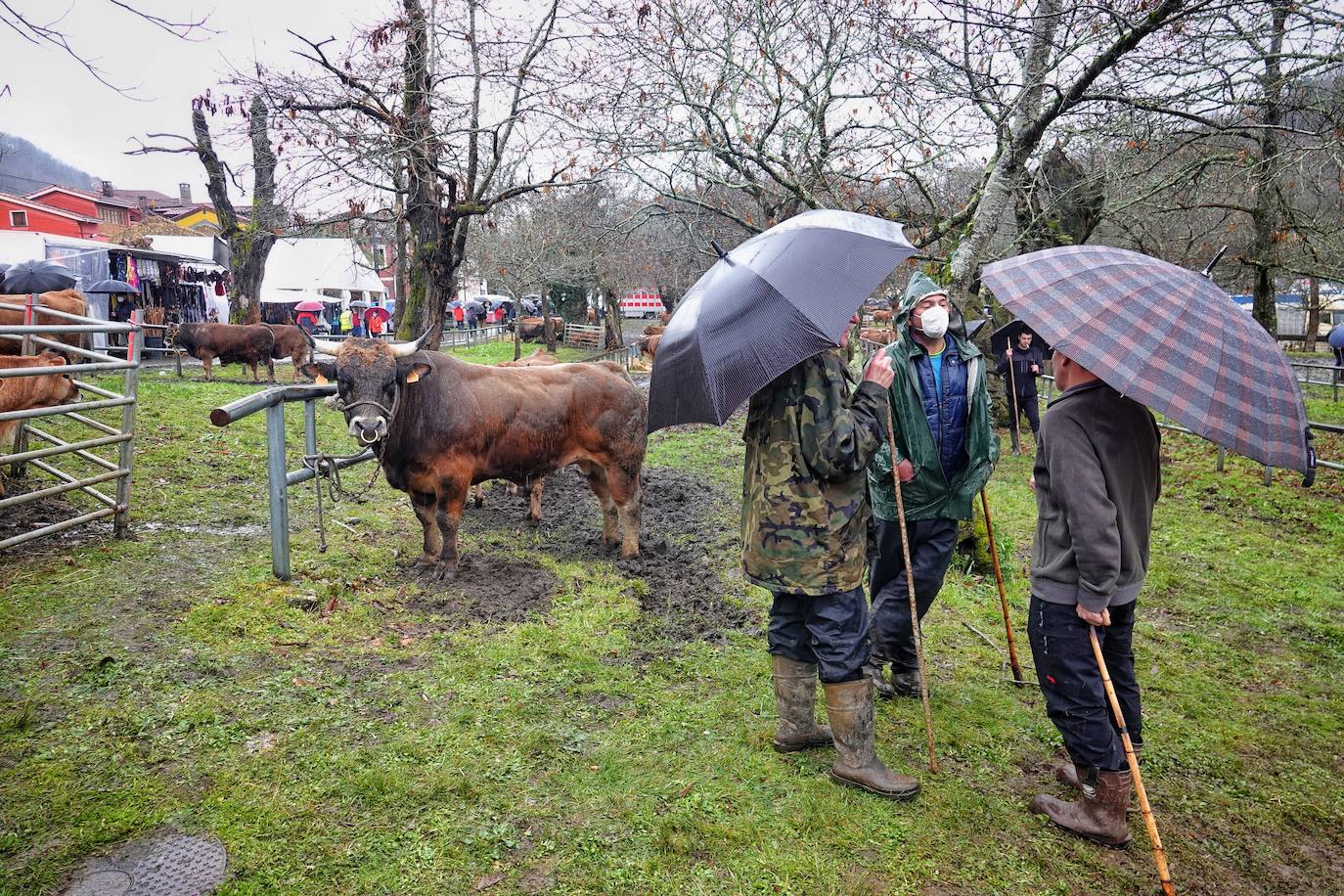 Lluvia, menos reses que ne otras ediciones y preocupación por los costes. Así ha sido la segunda Feria de Corao celebrada este año. Si bien los precios han repuntado ligeramente, el aumento ha sido tímido, de entre 20 y 50 euros según cifraron los profesionales. En este sentido, José Antonio García 'Toño el de Mestas' ha apuntado a una «una ligera subida», si bien ha lamentado que los precios «no acaban de arrancar»