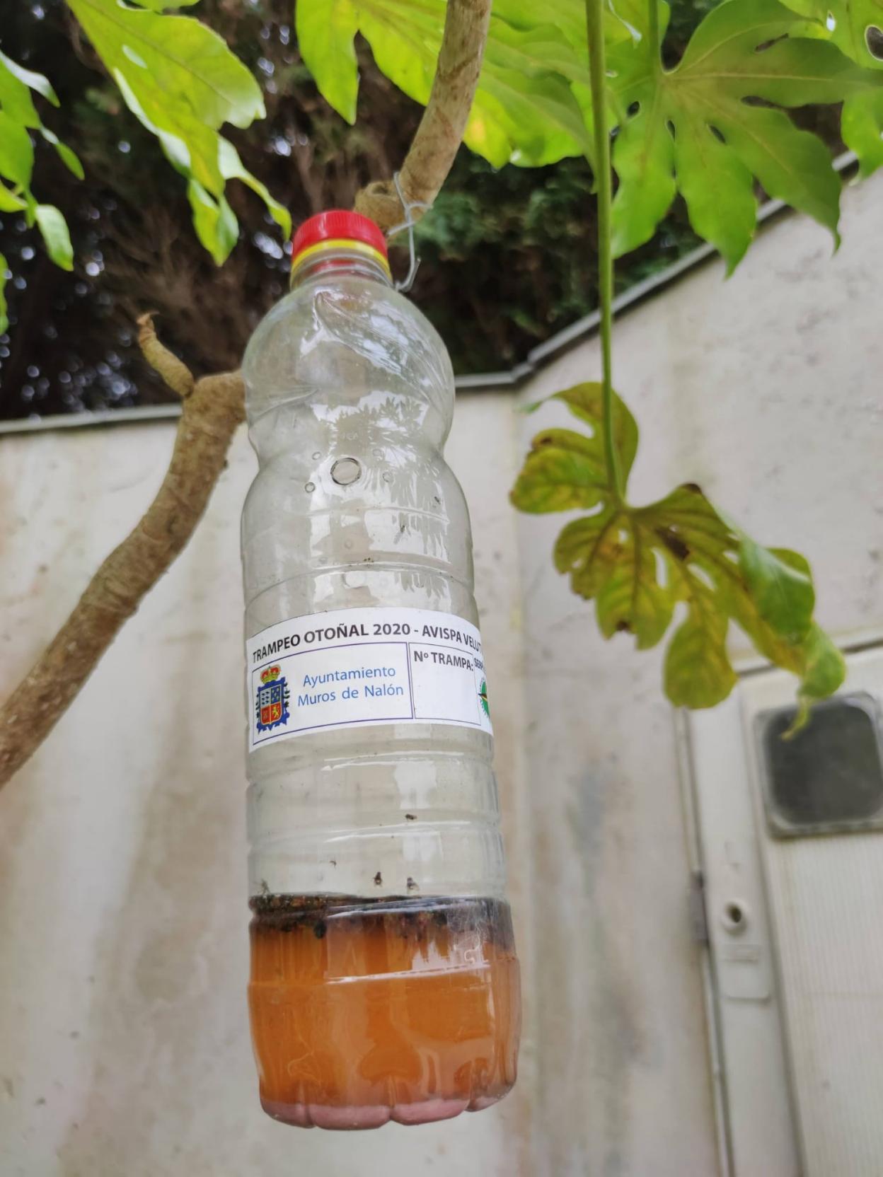 Una trampa colocada en Muros.