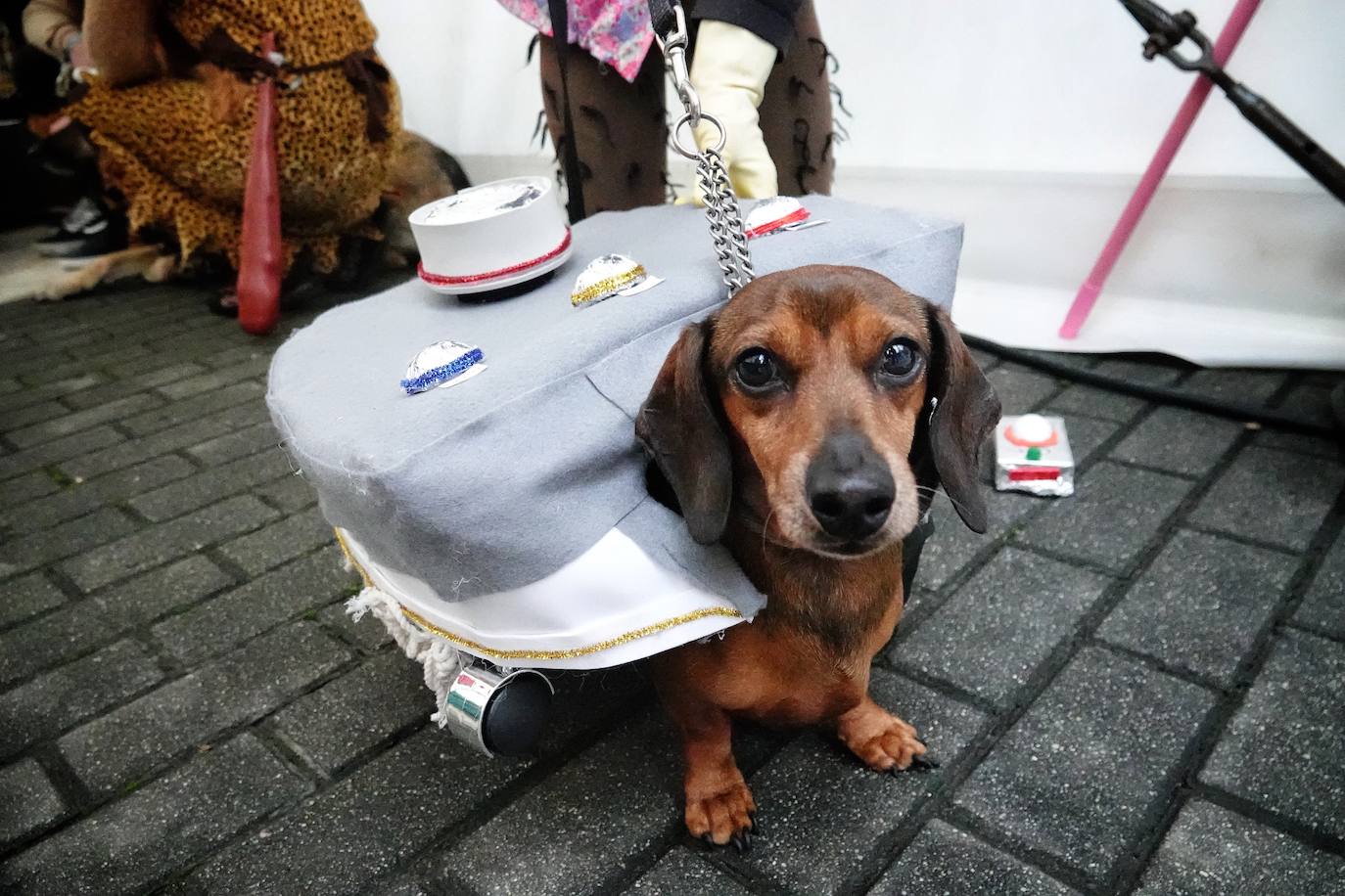 Fotos: Las mascotas de Cangas de Onís también se disfrazan