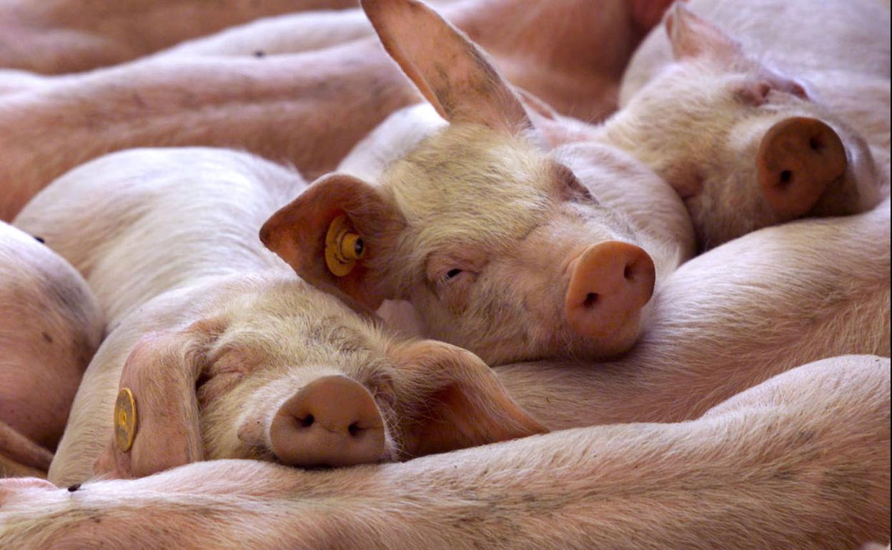 Un algoritmo logra traducir los gruñidos de cerdos en emociones reales.