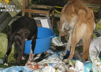 Imagen secundaria 1 - En las imágenes se puede observar la extrema delgadez de los animales 