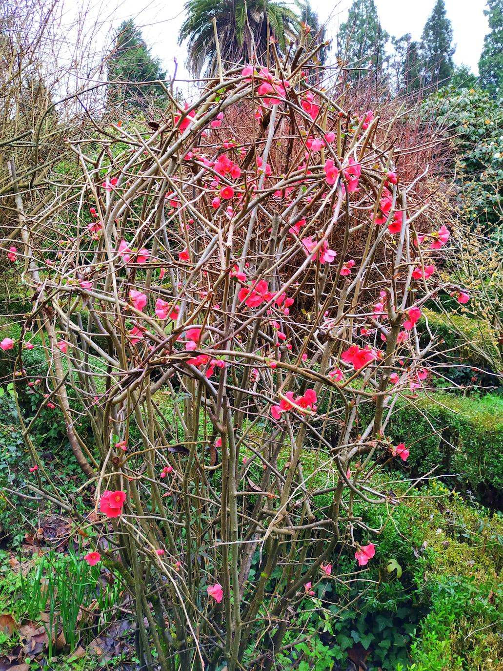 Trabajo sobre un membrillo japonés para darle forma de bola con sus llamativas flores rojas.