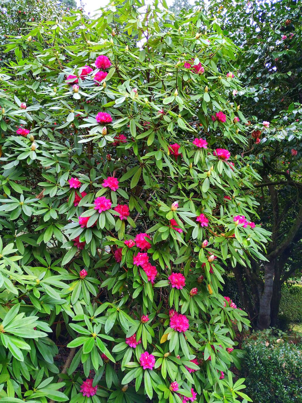 Uno de los espectaculares rododendros que integran el jardín francés.