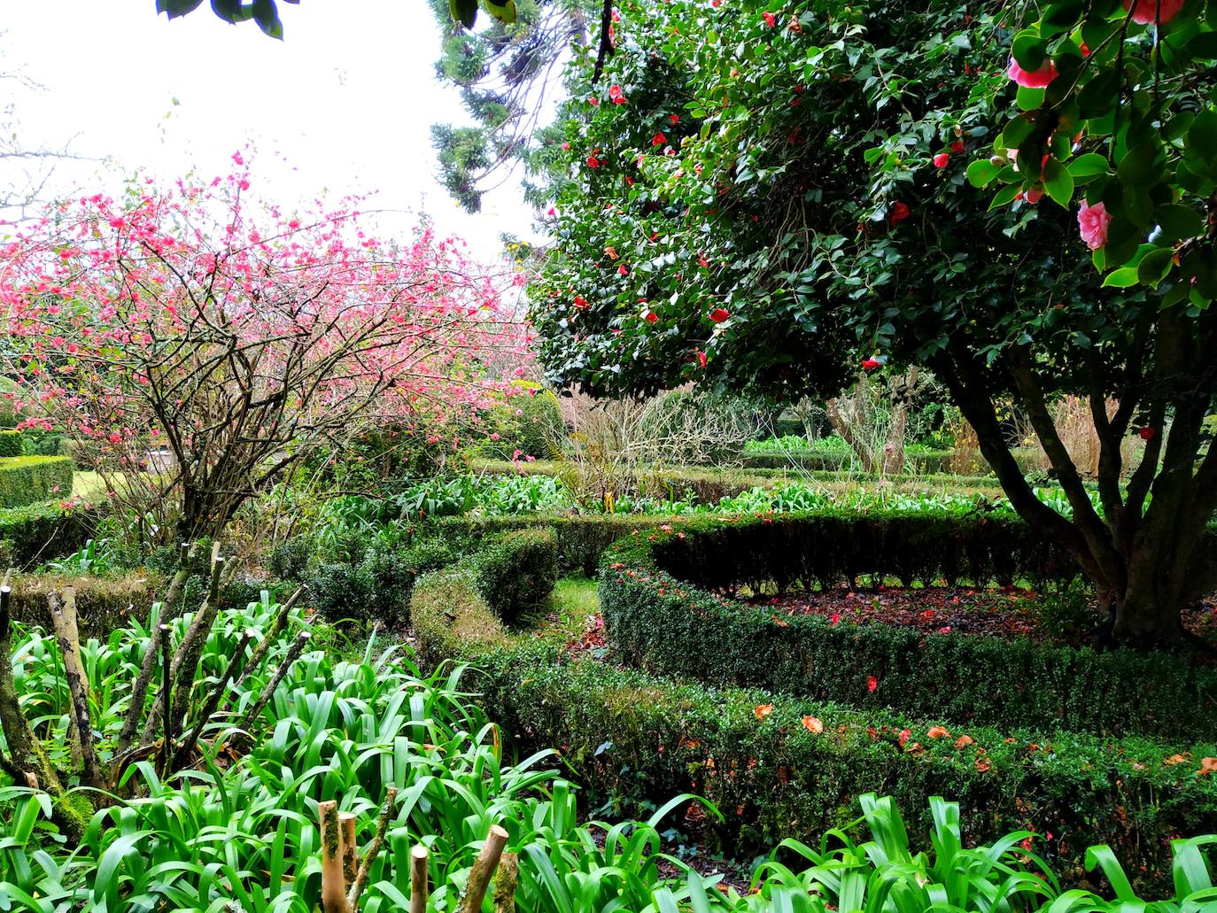 Paralelismo de los círculos de boj y las formas geométricas perimetrales con un enorme y vetusto árbol de camelia.