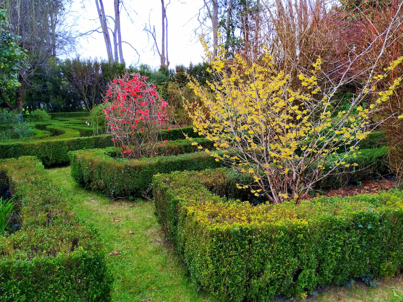 Colorido de las futuras bolas de hammamelis y membrillo japonés en la parte superior del jardín.