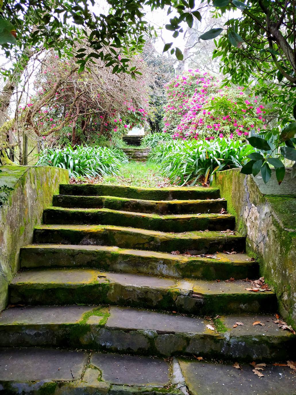 Escalinata de piedra torcida orlada por hermosos rododendros.