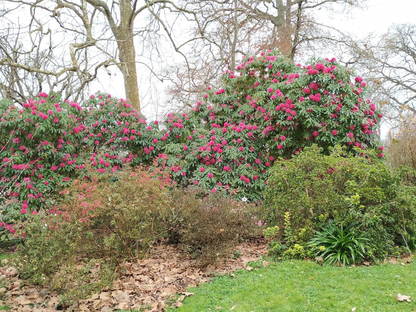 Macizos florales de agapantos, azaleas y rododendros en el jardín superior de Carmen Armada.