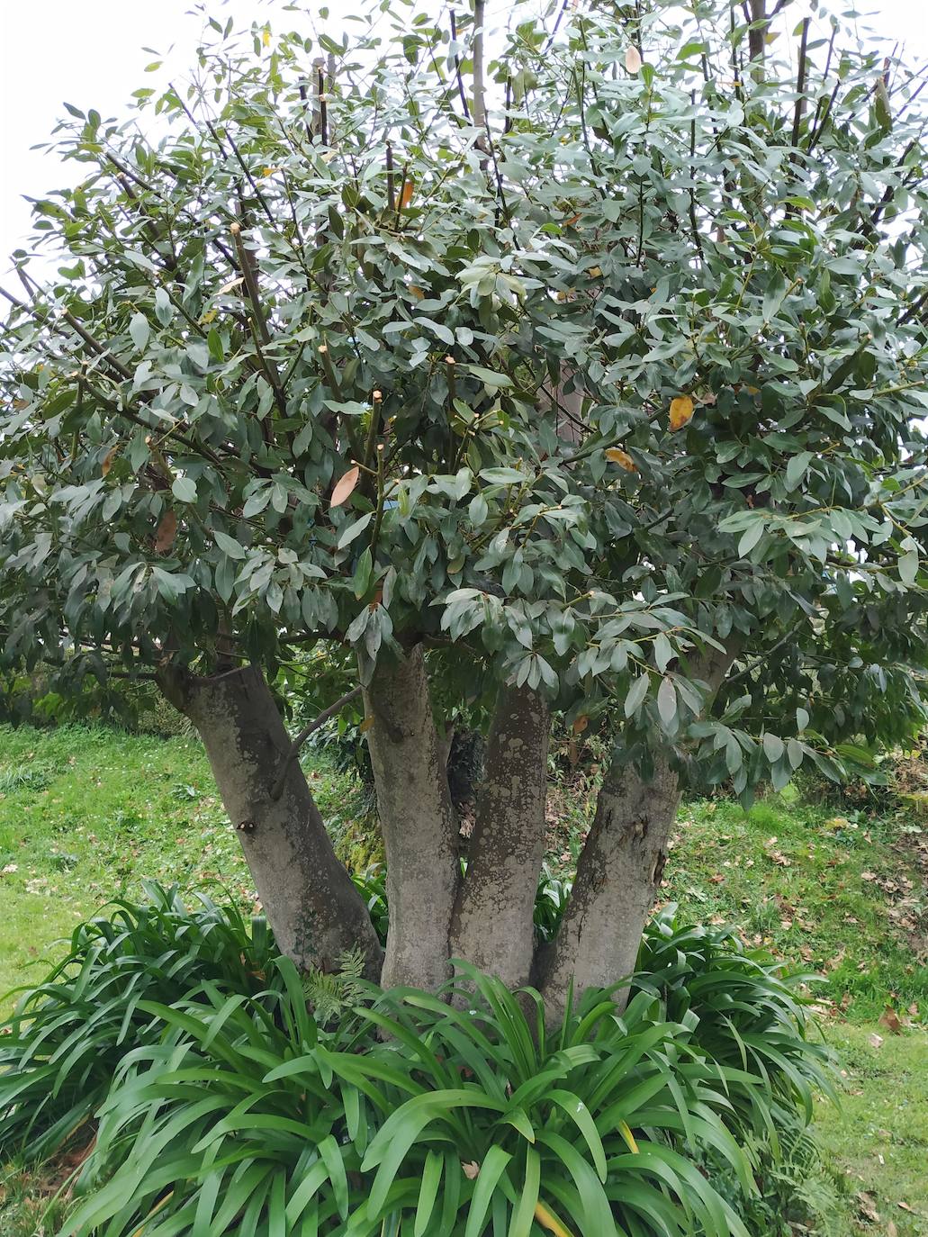 Singular laurel de antigüedad superior a los 60 años con formas podadas.