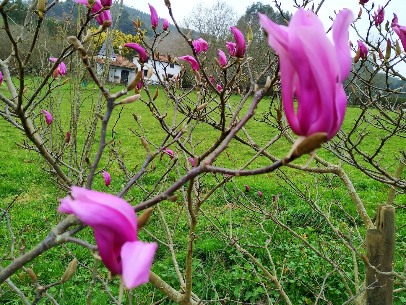 Espectacular forma tulipífera de la magnolia Susan.