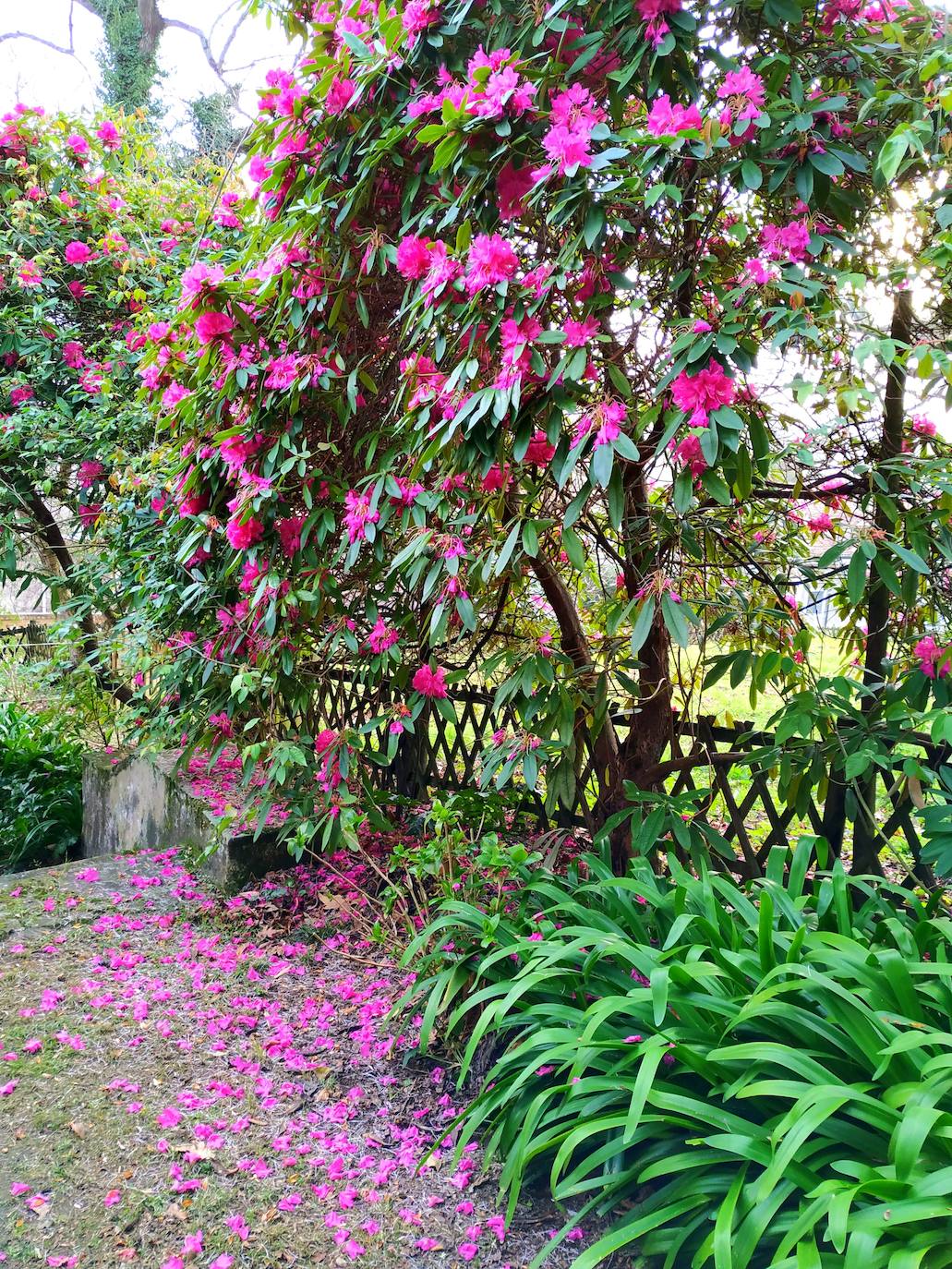 Alfombra de pétalos de los portentosos rododendros con agapantos al lado, en la escalinata de piedra del jardín en espiral de Carmen Armada.