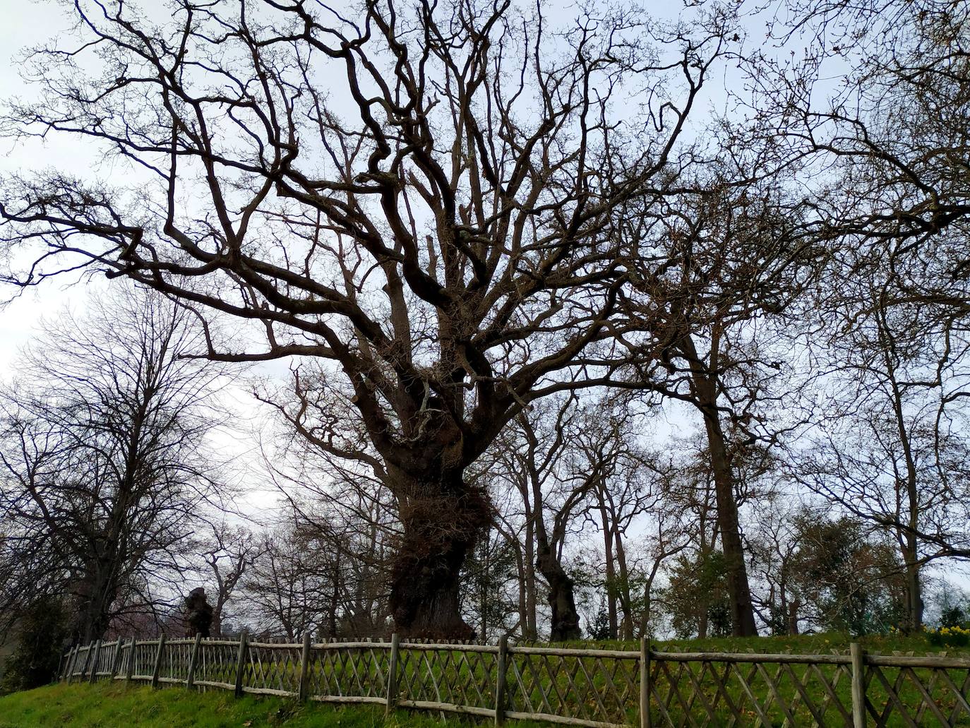 Bosquete de robles autóctonos en la parte baja del jardín en espiral. Ese ejemplar rondará los 300 años.