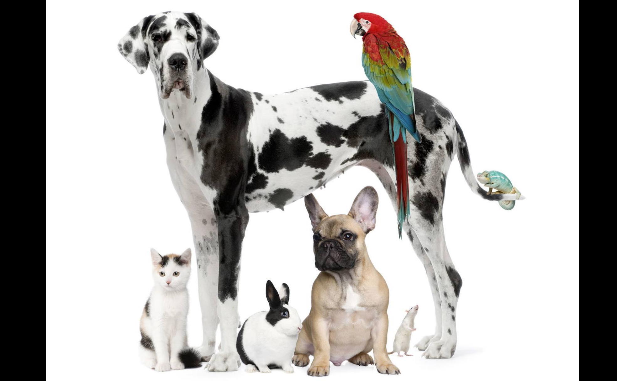 Los animales de compañía sienten y llevan años demostrándolo 