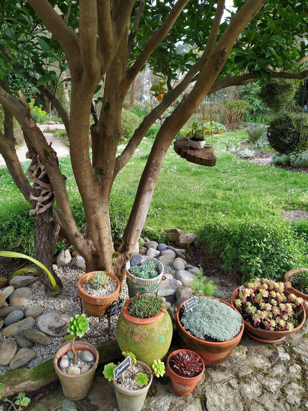 Decoración al pie del naranjo con macetas